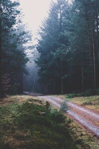 Preview wallpaper footpath, forest, trees