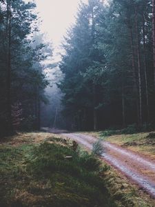 Preview wallpaper footpath, forest, trees