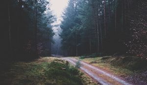 Preview wallpaper footpath, forest, trees