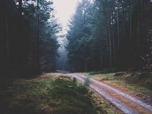 Preview wallpaper footpath, forest, trees