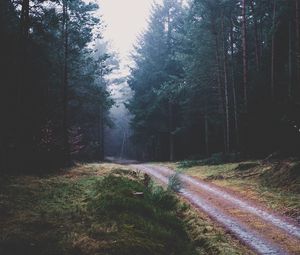 Preview wallpaper footpath, forest, trees