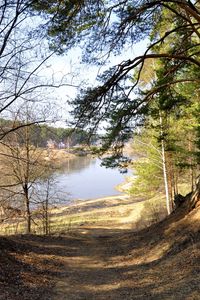 Preview wallpaper footpath, forest, trees, grass, river