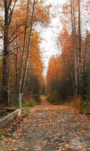 Preview wallpaper footpath, road, autumn, trees