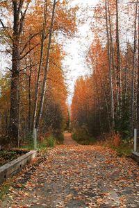 Preview wallpaper footpath, road, autumn, trees