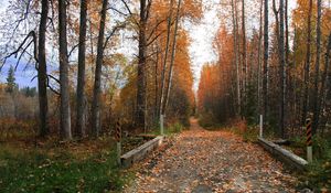 Preview wallpaper footpath, road, autumn, trees