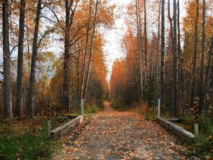 Preview wallpaper footpath, road, autumn, trees