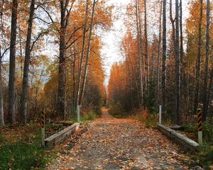 Preview wallpaper footpath, road, autumn, trees