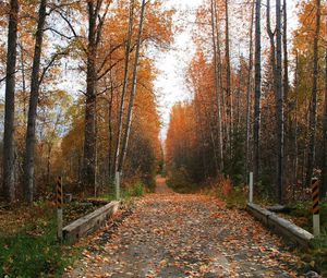 Preview wallpaper footpath, road, autumn, trees