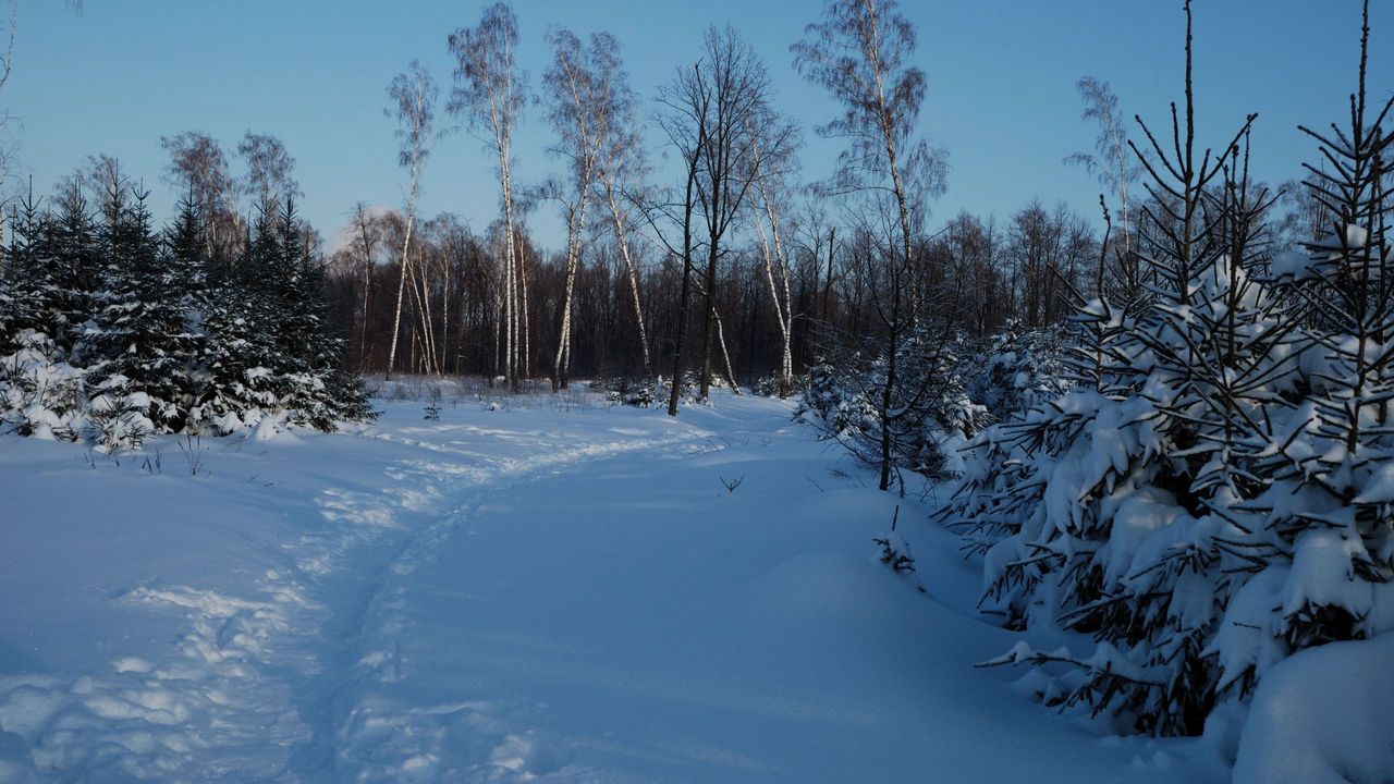 Wallpaper footpath, winter, birches, fir-trees, snow, twilight