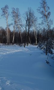 Preview wallpaper footpath, winter, birches, fir-trees, snow, twilight