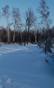 Preview wallpaper footpath, winter, birches, fir-trees, snow, twilight