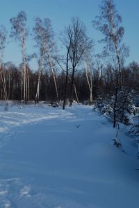 Preview wallpaper footpath, winter, birches, fir-trees, snow, twilight