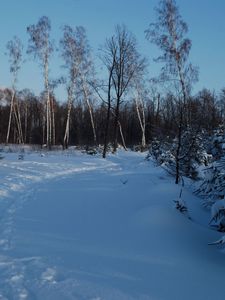 Preview wallpaper footpath, winter, birches, fir-trees, snow, twilight