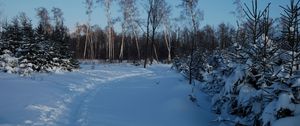 Preview wallpaper footpath, winter, birches, fir-trees, snow, twilight