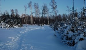 Preview wallpaper footpath, winter, birches, fir-trees, snow, twilight