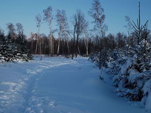 Preview wallpaper footpath, winter, birches, fir-trees, snow, twilight