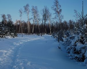 Preview wallpaper footpath, winter, birches, fir-trees, snow, twilight