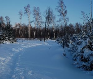 Preview wallpaper footpath, winter, birches, fir-trees, snow, twilight