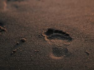 Preview wallpaper footprint, sand, beach