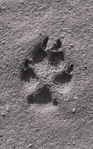 Preview wallpaper footprint, sand, bw, closeup