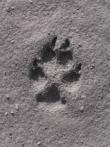 Preview wallpaper footprint, sand, bw, closeup