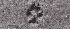 Preview wallpaper footprint, sand, bw, closeup