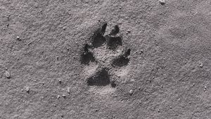 Preview wallpaper footprint, sand, bw, closeup