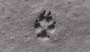 Preview wallpaper footprint, sand, bw, closeup