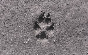 Preview wallpaper footprint, sand, bw, closeup