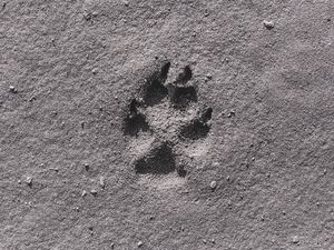 Preview wallpaper footprint, sand, bw, closeup