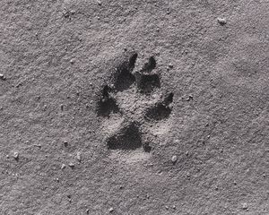 Preview wallpaper footprint, sand, bw, closeup