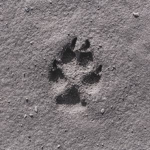 Preview wallpaper footprint, sand, bw, closeup