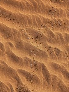 Preview wallpaper footprints, beach, sand, desert