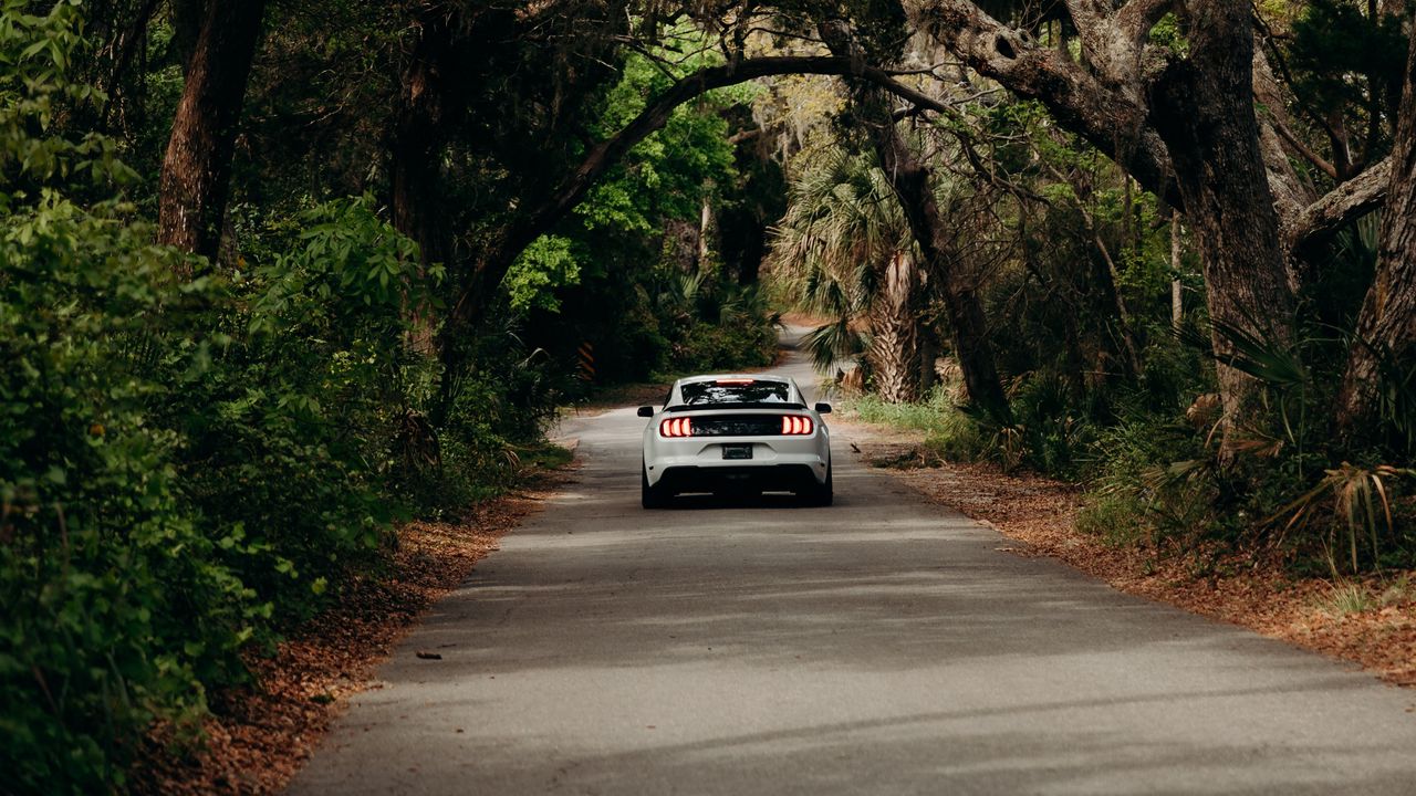 Wallpaper ford mustang, car, muscle car, white, road, trees