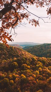 Preview wallpaper forest, aerial view, autumn, trees, branches