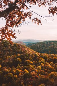 Preview wallpaper forest, aerial view, autumn, trees, branches