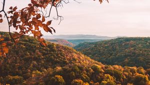 Preview wallpaper forest, aerial view, autumn, trees, branches