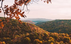 Preview wallpaper forest, aerial view, autumn, trees, branches