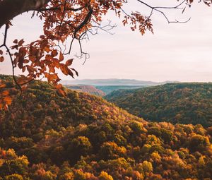 Preview wallpaper forest, aerial view, autumn, trees, branches