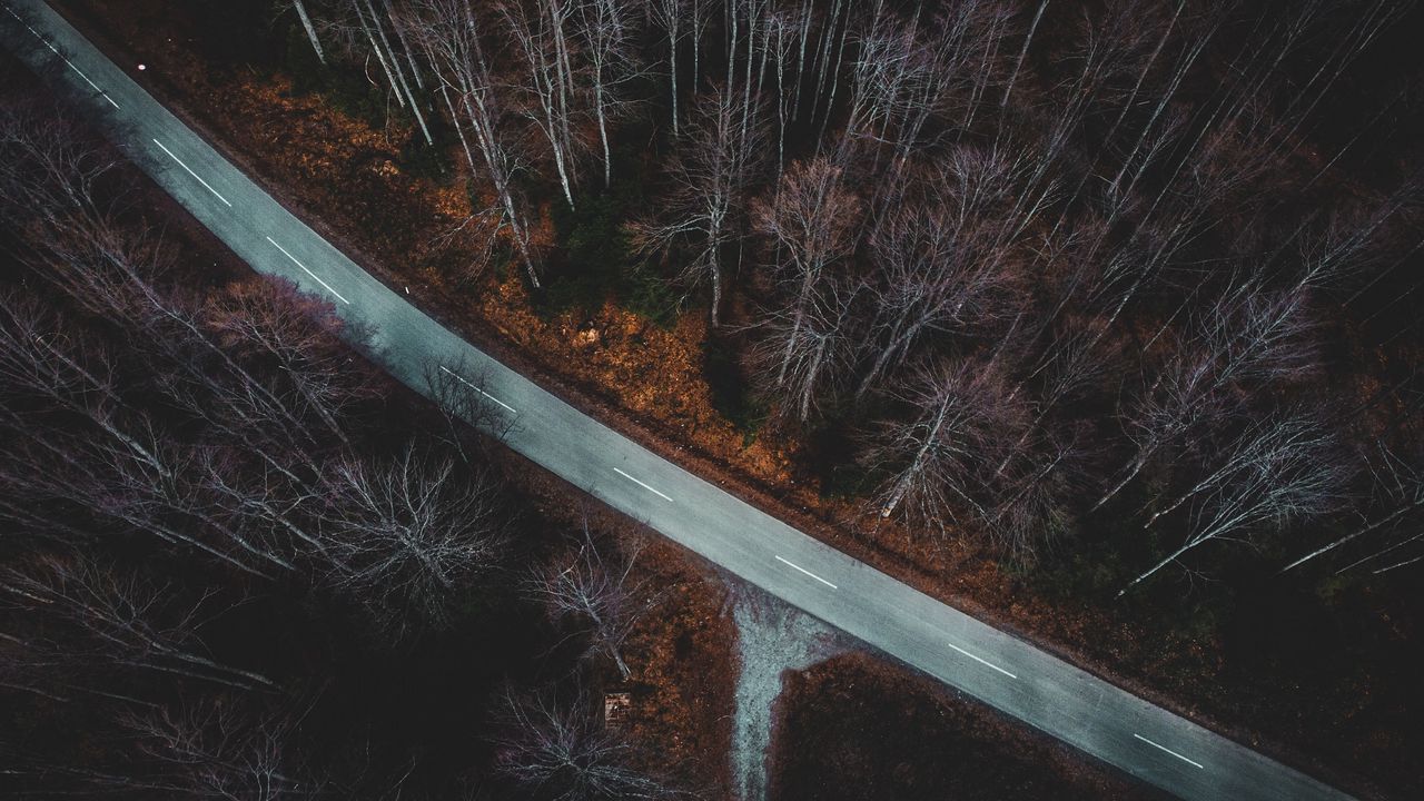 Wallpaper forest, aerial view, autumn, trees, branches, road