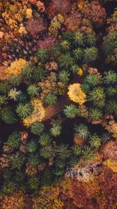 Preview wallpaper forest, aerial view, autumn, trees