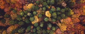 Preview wallpaper forest, aerial view, autumn, trees