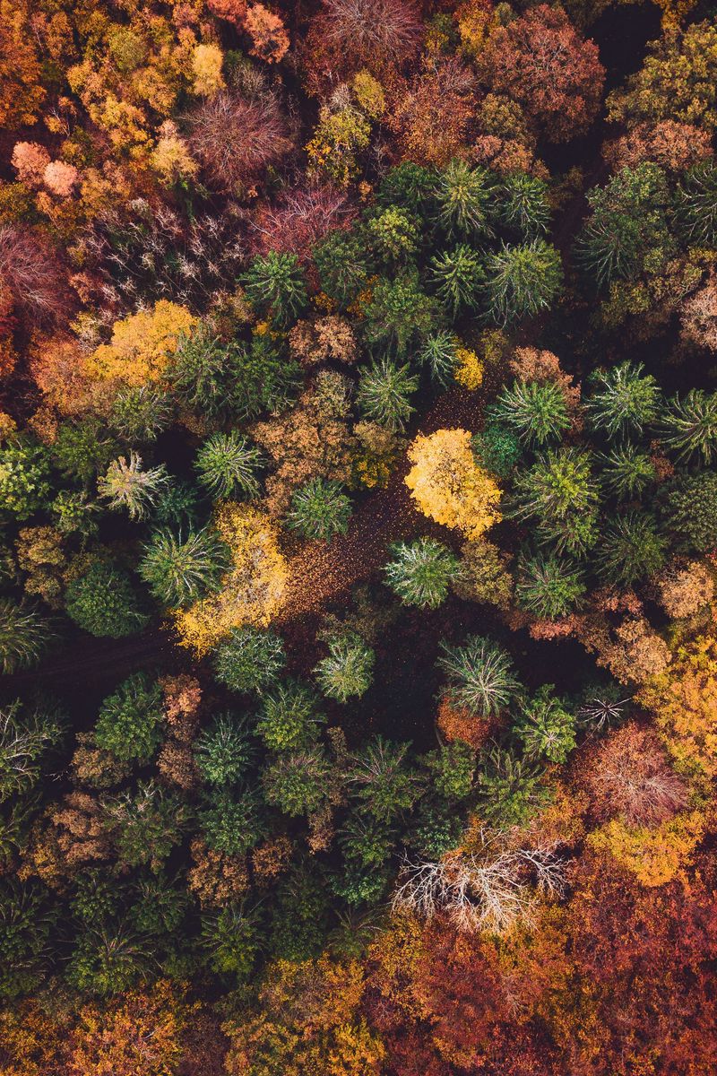 Download wallpaper 800x1200 forest, aerial view, autumn, trees iphone ...