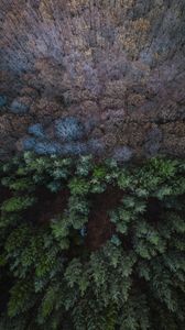 Preview wallpaper forest, aerial view, balance