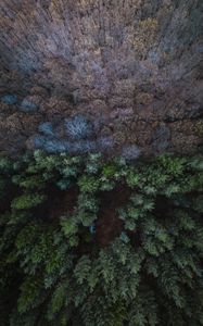 Preview wallpaper forest, aerial view, balance