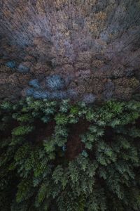 Preview wallpaper forest, aerial view, balance