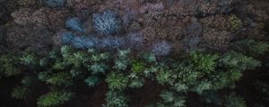 Preview wallpaper forest, aerial view, balance