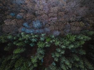 Preview wallpaper forest, aerial view, balance