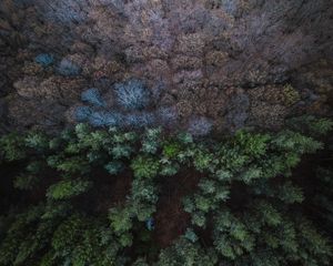 Preview wallpaper forest, aerial view, balance