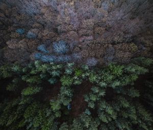 Preview wallpaper forest, aerial view, balance